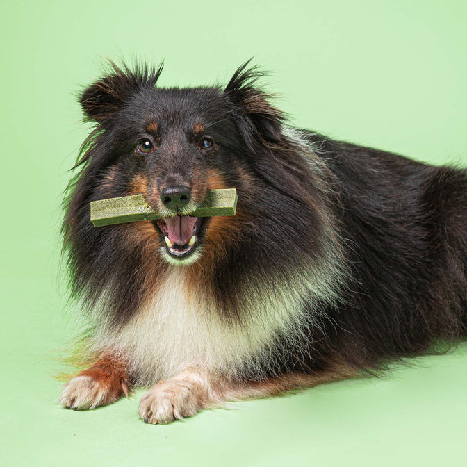 Superfood Dental Sticks für Hunde