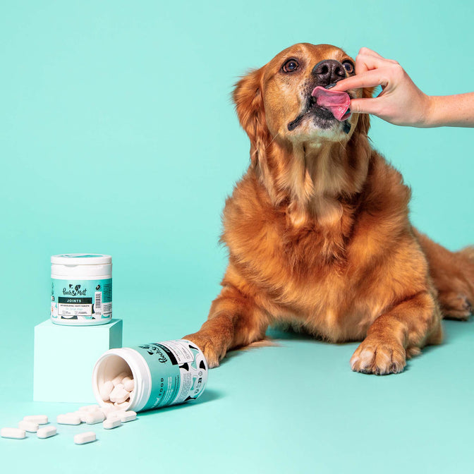 Joint Care Gelenktabletten für Hunde